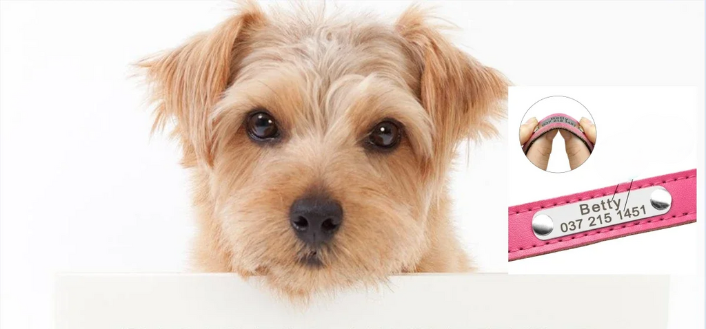 LuxPet - Coleira Personalizada