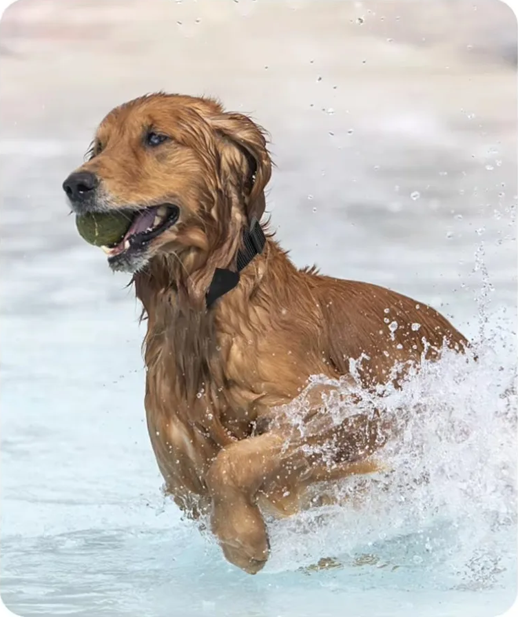 SafeTrack GPS – Rastreador de Coleira à Prova d’Água