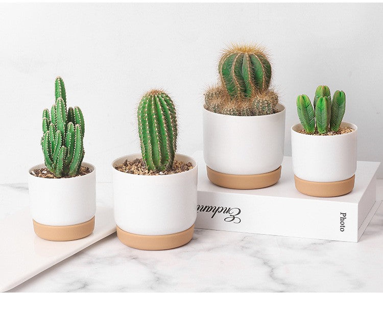 HydroGreen Duo – Vaso Autoirrigável para Suculentas e Plantas Pequenas